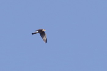 Japanese Sparrowhawk 千葉市平和公園 Sun, 2/21/2021