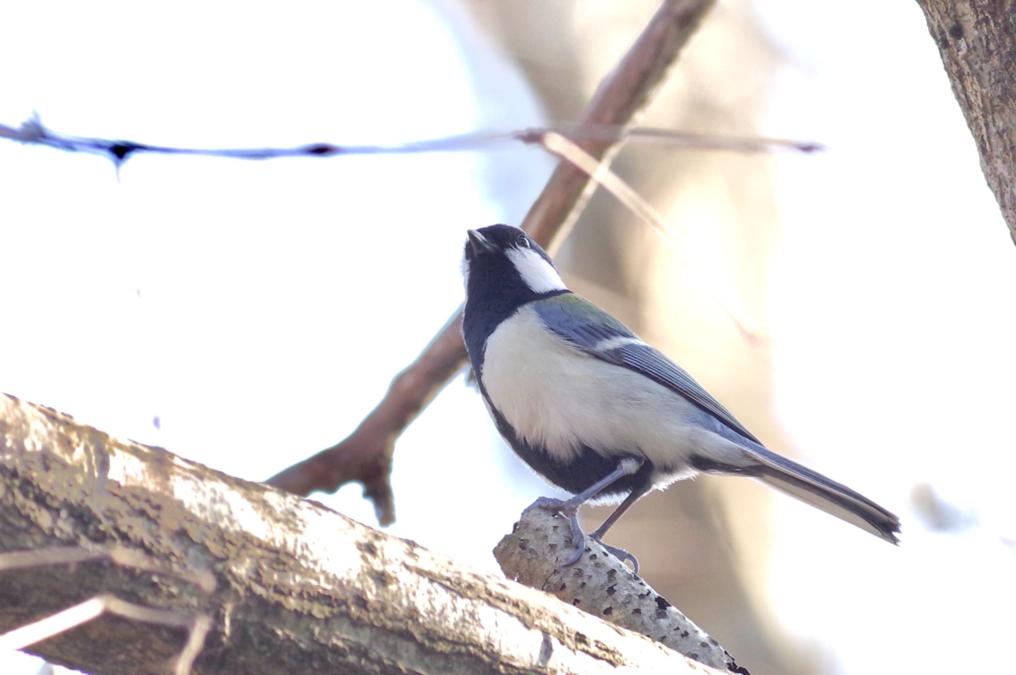 Japanese Tit