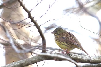 2021年2月21日(日) 千葉市平和公園の野鳥観察記録