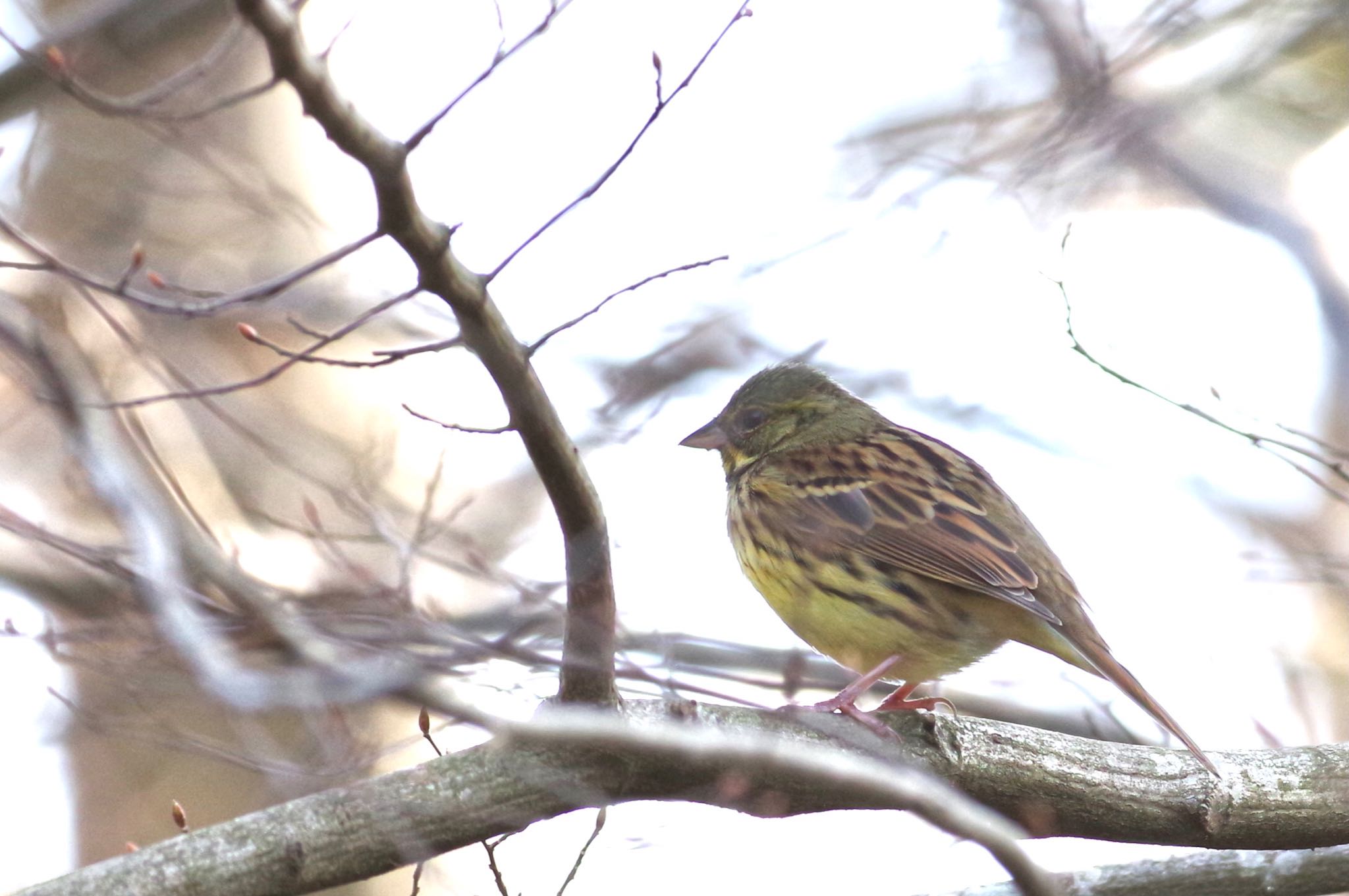 Masked Bunting