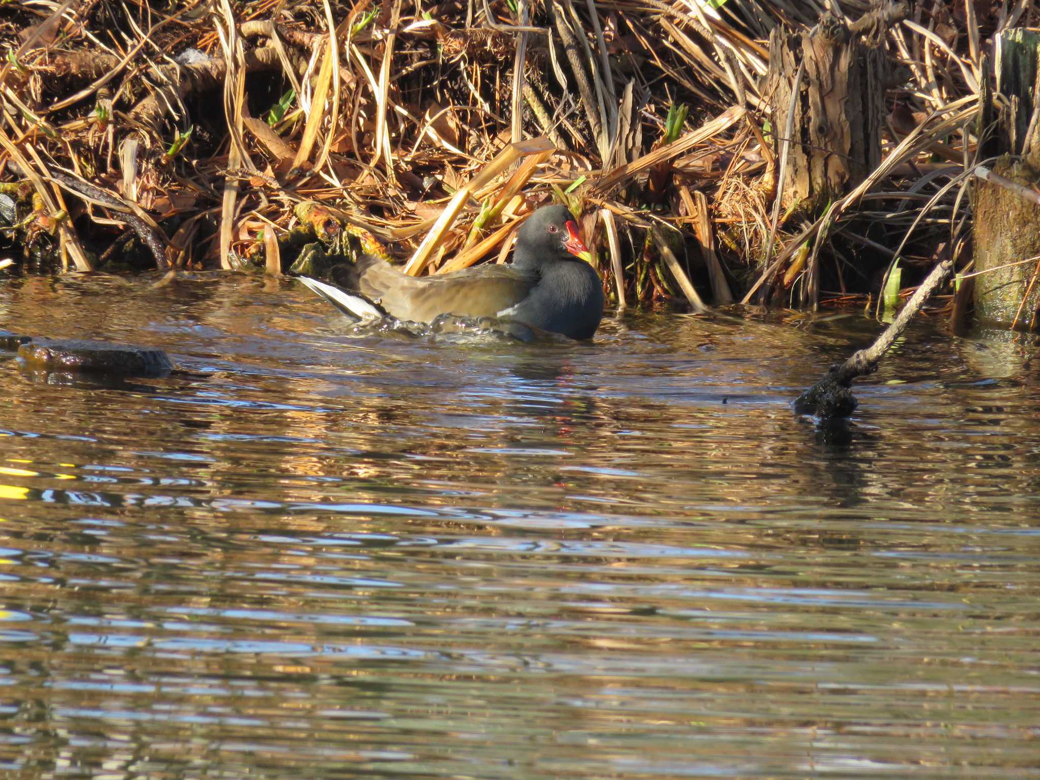 Photo of Common Moorhen at Shakujii Park by Bo-zai