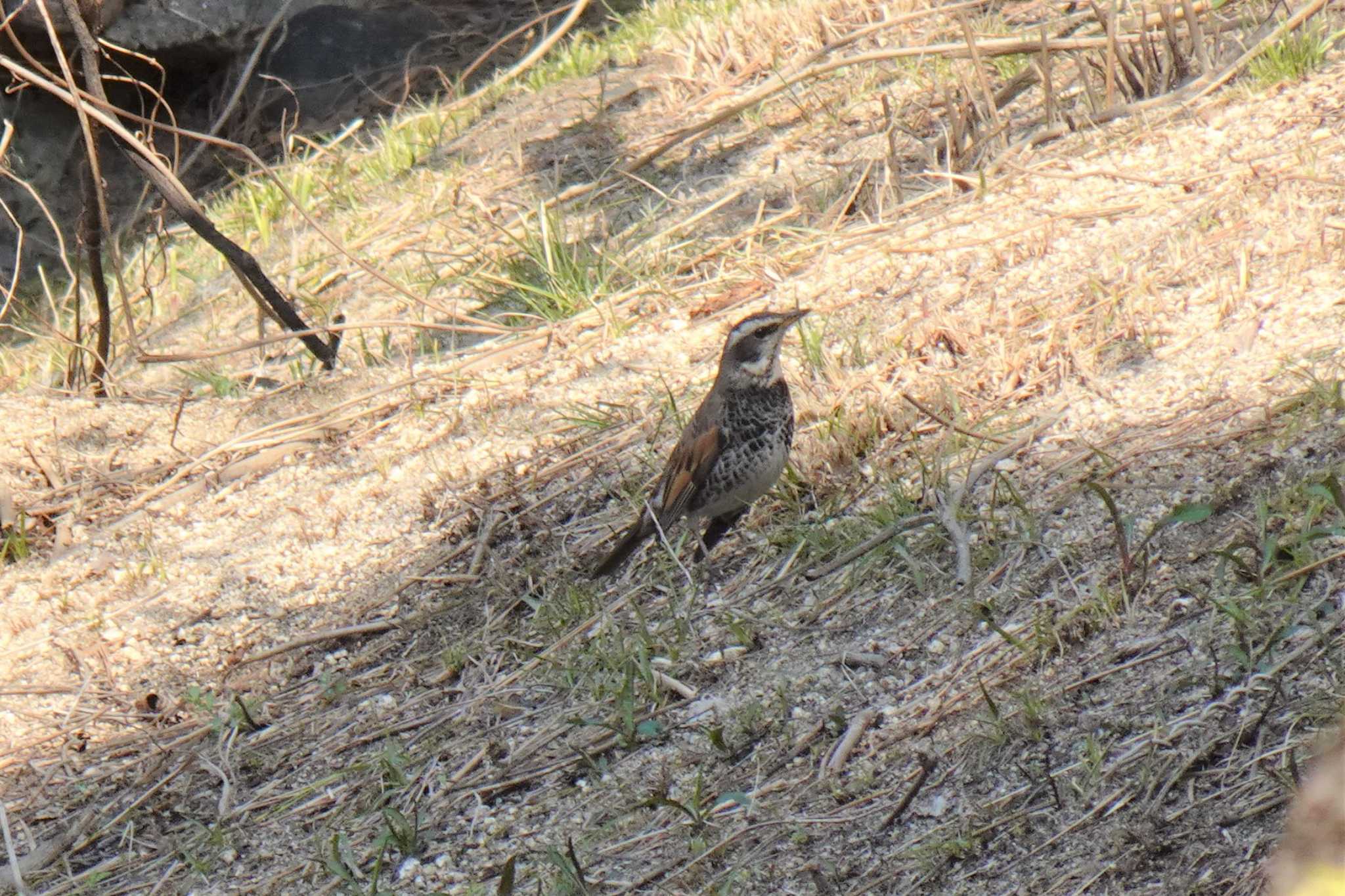 Dusky Thrush