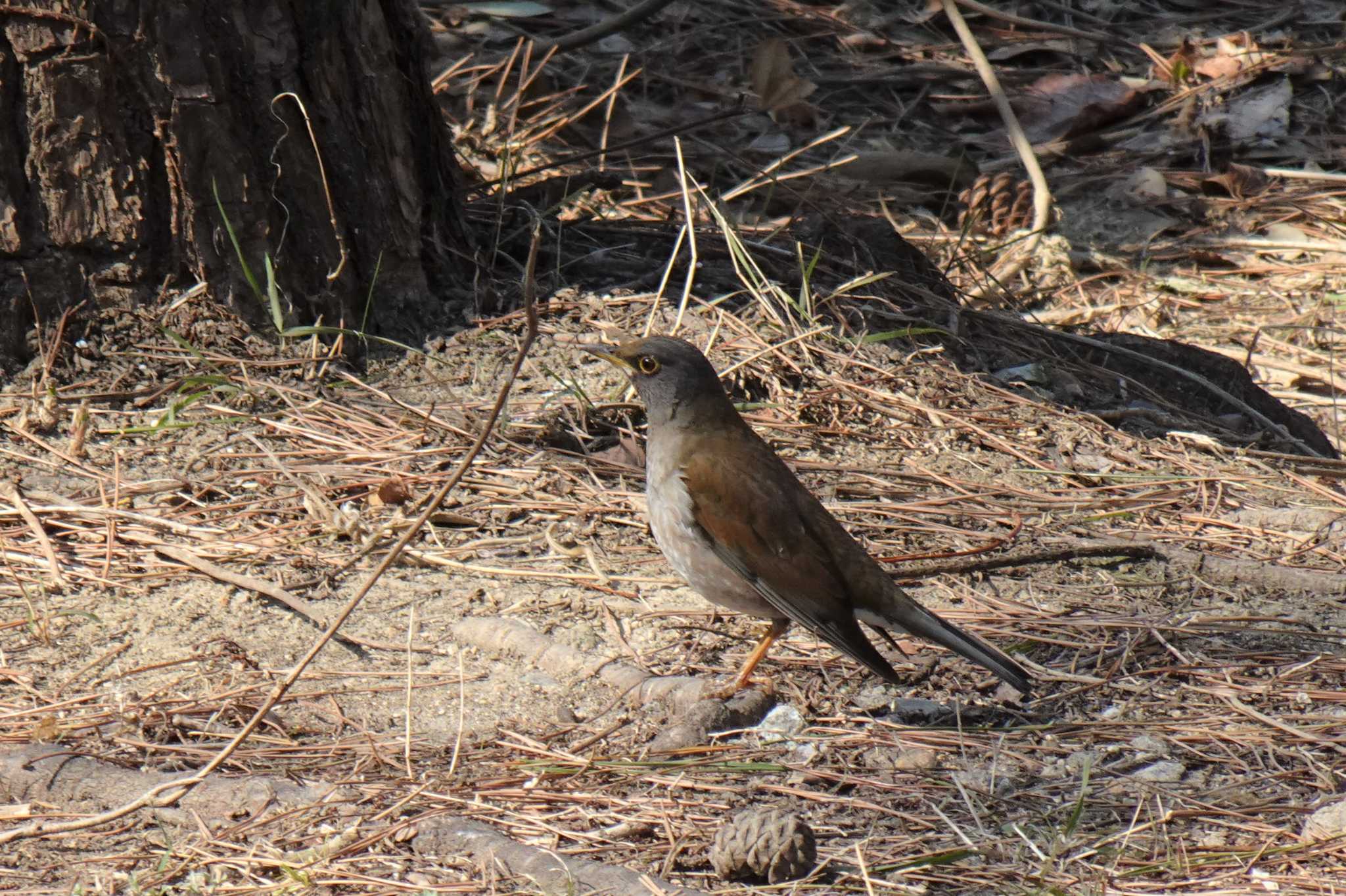 Photo of Pale Thrush at 夙川河川敷緑地(夙川公園) by マル