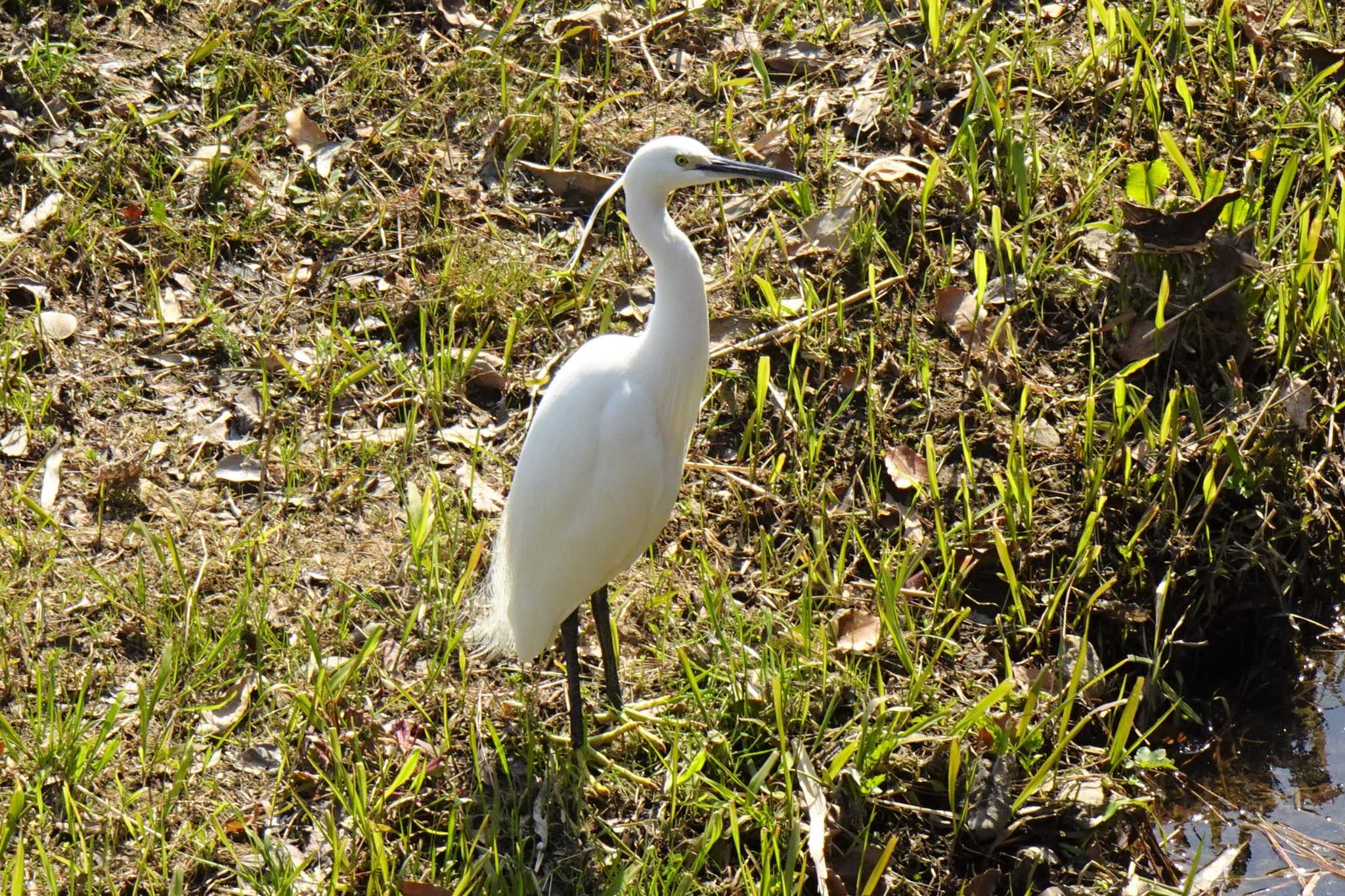 Little Egret