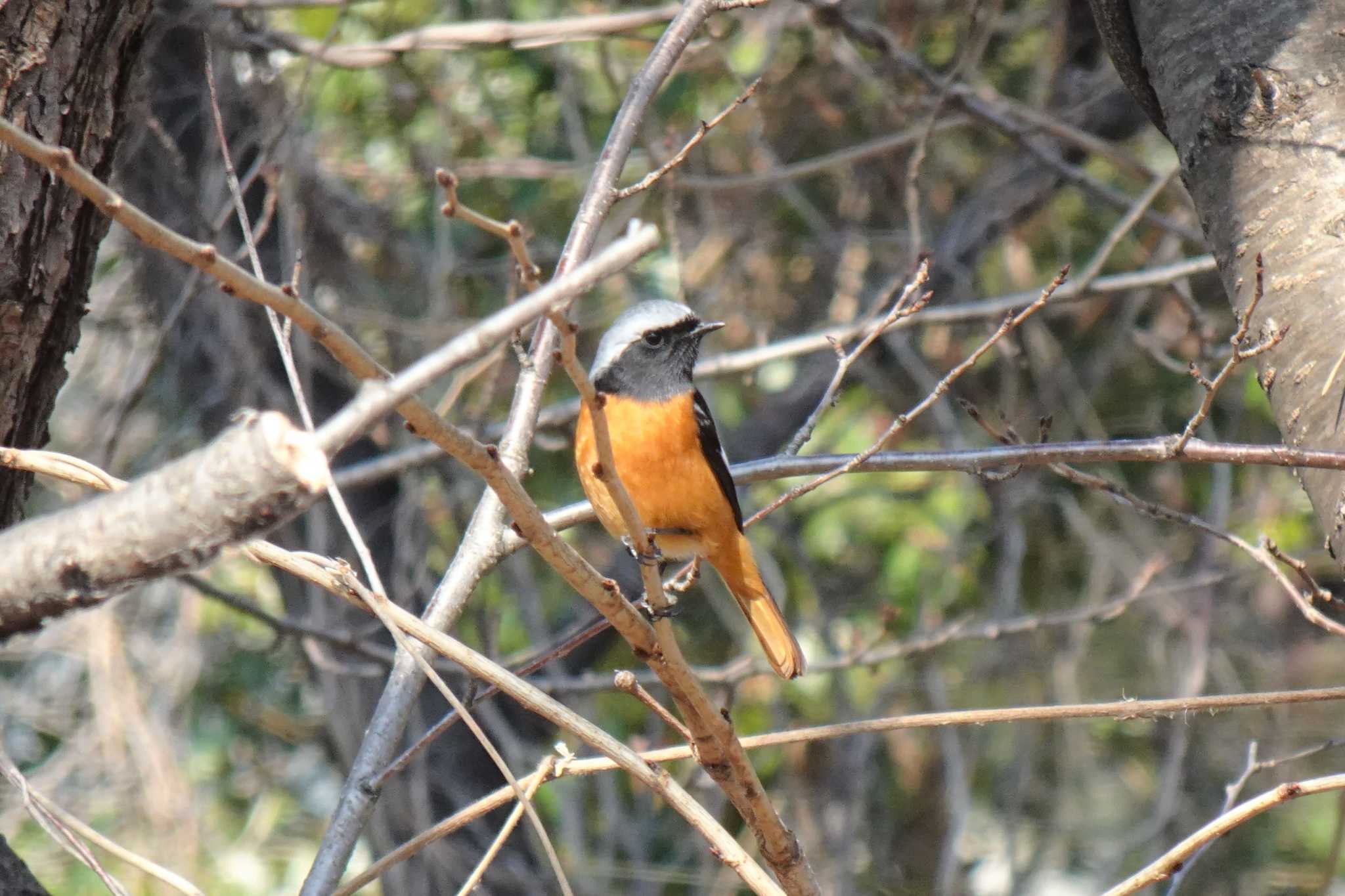 Photo of Daurian Redstart at 夙川河川敷緑地(夙川公園) by マル