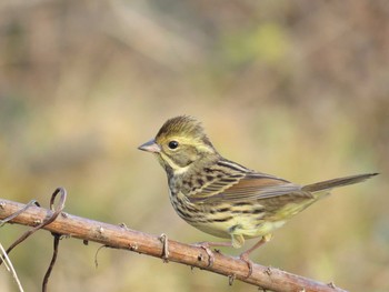 Masked Bunting Unknown Spots Wed, 12/21/2016