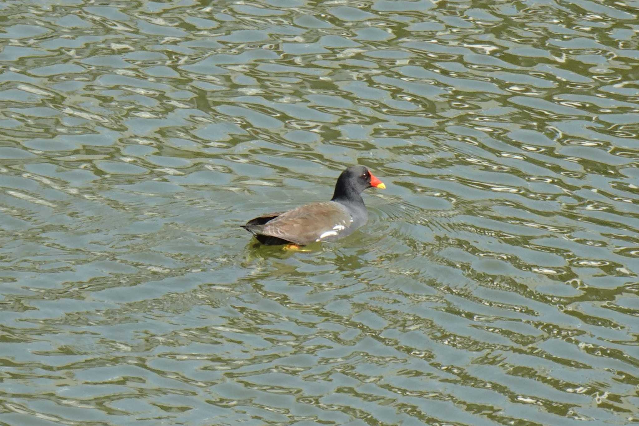 Common Moorhen