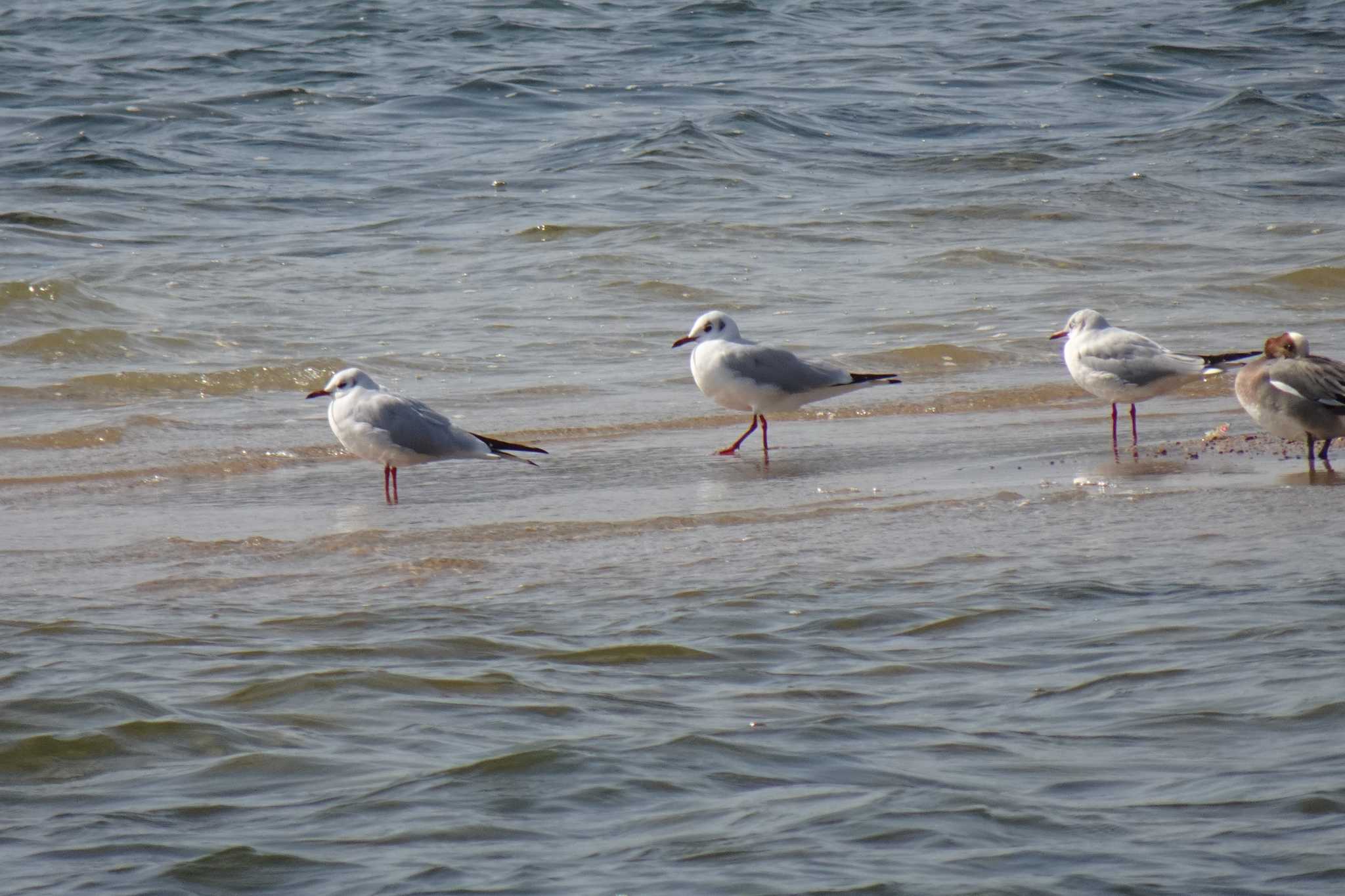 Black-headed Gull