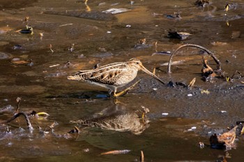 2021年2月21日(日) 三ツ池公園(横浜市鶴見区)の野鳥観察記録