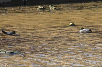 Sun, 2/21/2021 Birding report at 夙川河川敷緑地(夙川公園)