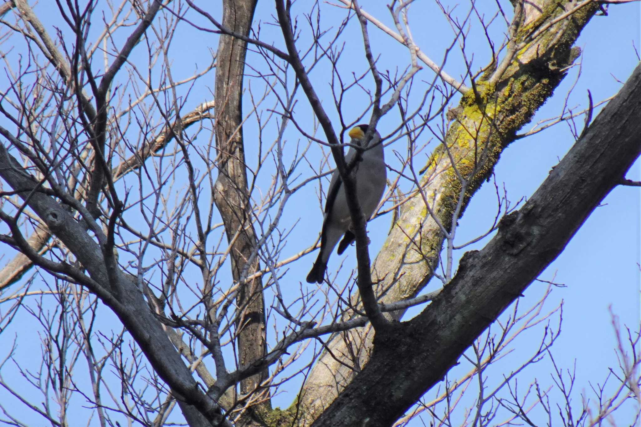 Japanese Grosbeak