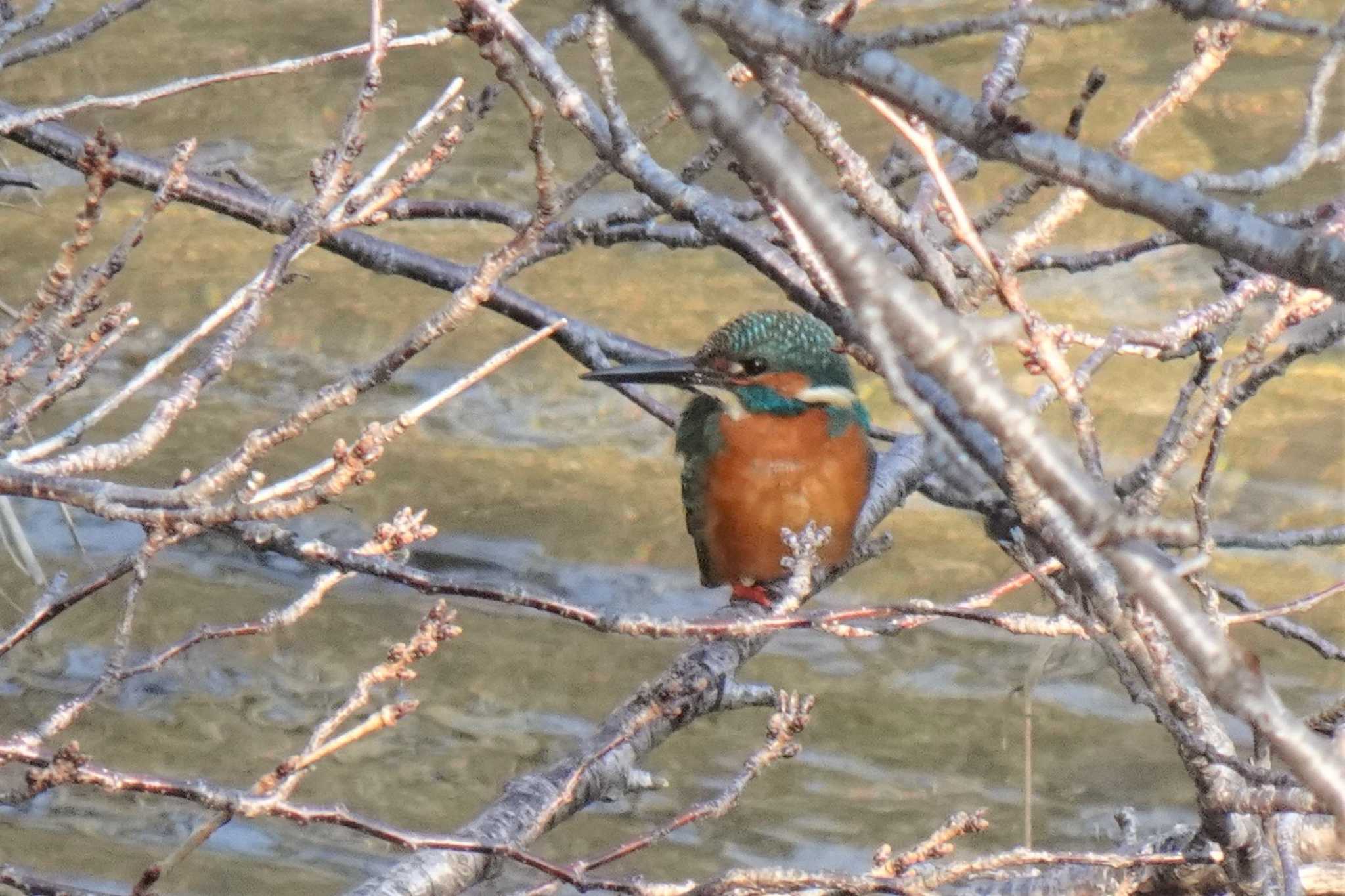 Common Kingfisher