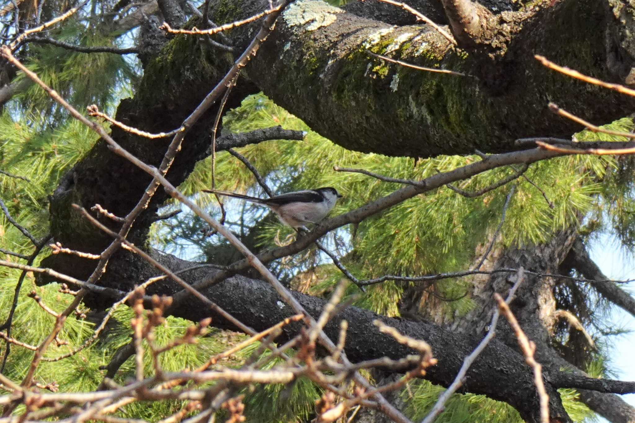 Long-tailed Tit