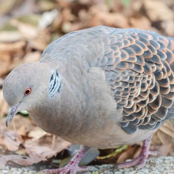 Oriental Turtle Dove 鈴鹿青少年の森(三重県) Sat, 1/30/2021