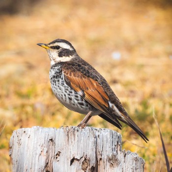 Dusky Thrush 鈴鹿青少年の森(三重県) Sat, 1/30/2021