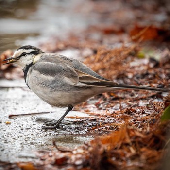 White Wagtail 鈴鹿青少年の森(三重県) Sat, 1/30/2021