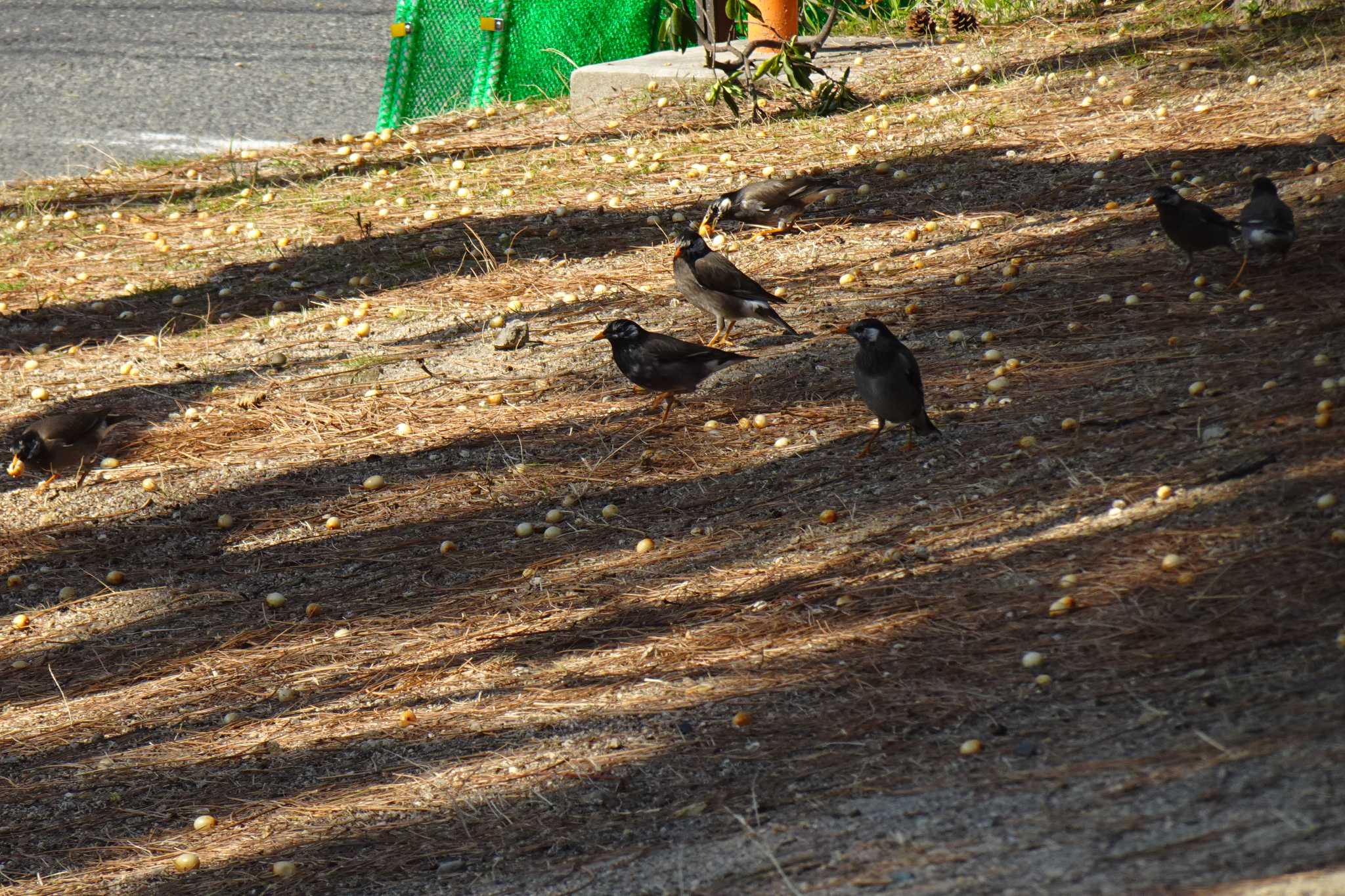 Photo of White-cheeked Starling at 夙川河川敷緑地(夙川公園) by マル