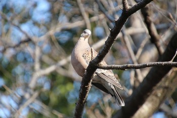 キジバト 平瀬川 2021年2月21日(日)