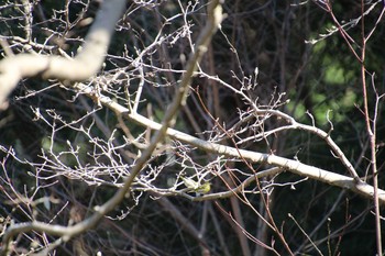 アオジ 東高根森林公園 2021年2月21日(日)