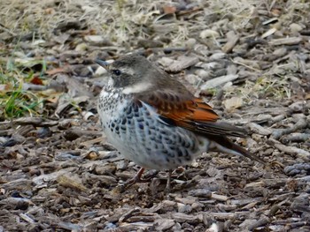 Dusky Thrush Shinjuku Gyoen National Garden Fri, 1/13/2017