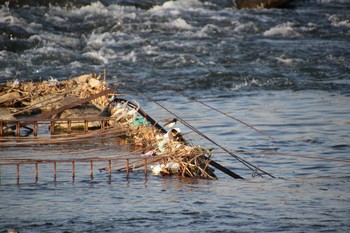 セグロセキレイ 多摩川 2021年2月21日(日)