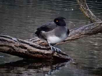 Tufted Duck Shinjuku Gyoen National Garden Fri, 1/13/2017