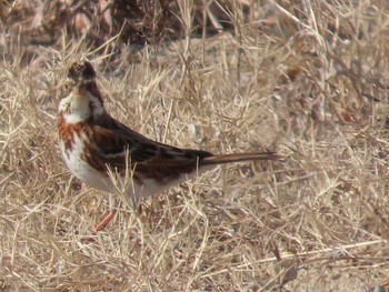 Rustic Bunting 岡山百間川 Sun, 2/21/2021