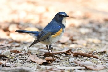 Red-flanked Bluetail 日岡山公園 Sun, 2/21/2021