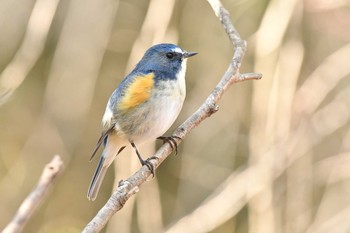 Red-flanked Bluetail 日岡山公園 Sun, 2/21/2021