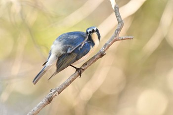 Red-flanked Bluetail 日岡山公園 Sun, 2/21/2021