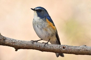 Red-flanked Bluetail 日岡山公園 Sun, 2/21/2021