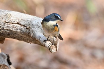 Red-flanked Bluetail 日岡山公園 Sun, 2/21/2021