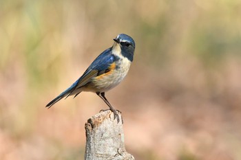 Red-flanked Bluetail 日岡山公園 Sun, 2/21/2021