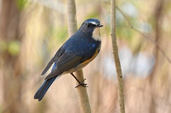 Red-flanked Bluetail 日岡山公園 Sun, 2/21/2021