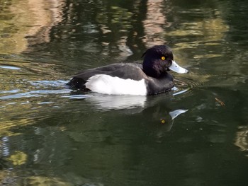 Tufted Duck Shinjuku Gyoen National Garden Fri, 1/13/2017