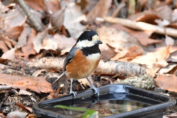 Varied Tit 日岡山公園 Sun, 2/21/2021