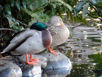 Mallard Shinjuku Gyoen National Garden Fri, 1/13/2017