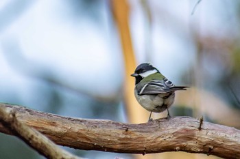 シジュウカラ 大泉緑地 2021年2月21日(日)