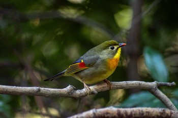 ソウシチョウ 大泉緑地 2021年2月21日(日)