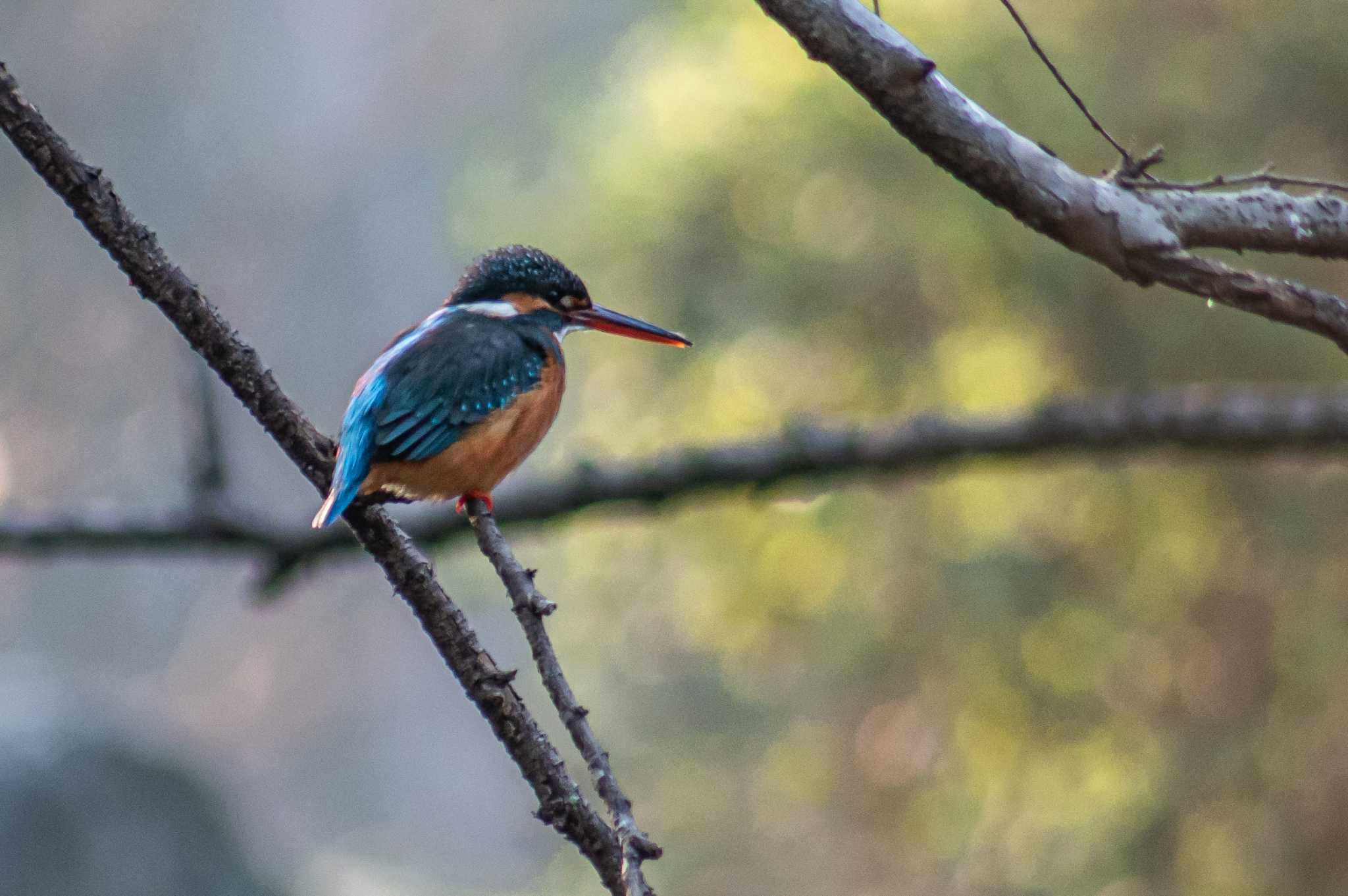 Photo of Common Kingfisher at Oizumi Ryokuchi Park by tatsuya