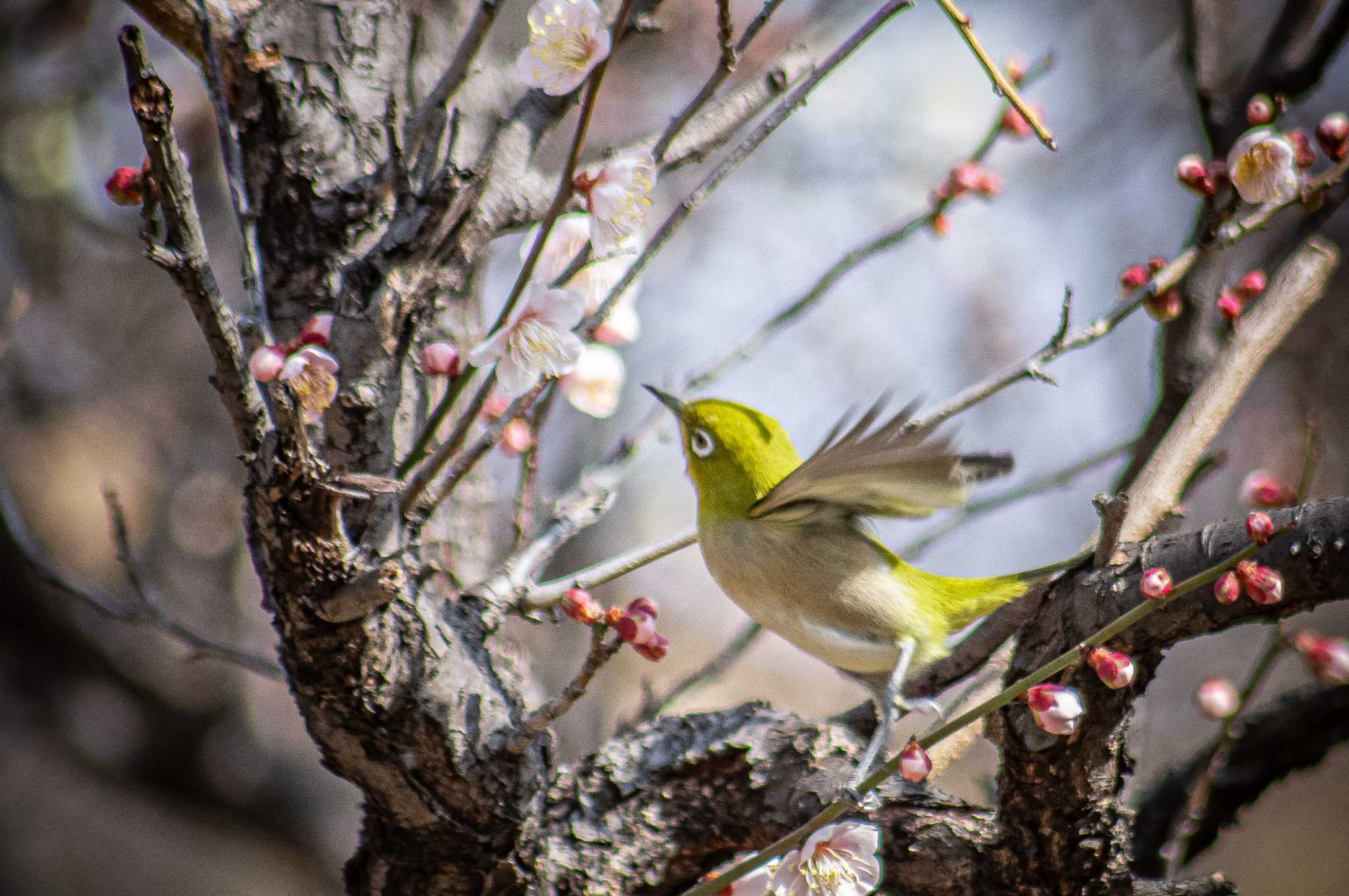 Photo of Warbling White-eye at  by tatsuya