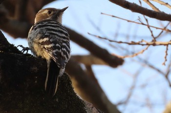 Japanese Pygmy Woodpecker 岡山旭川 Sun, 2/21/2021