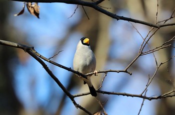 Japanese Grosbeak Machida Yakushiike Park Sun, 1/10/2021