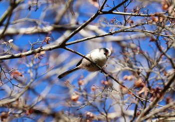 エナガ 薬師池公園 2021年1月10日(日)