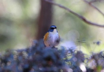 Red-flanked Bluetail Machida Yakushiike Park Sat, 1/30/2021