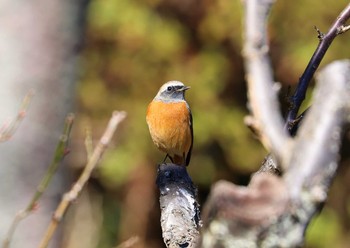 Daurian Redstart Machida Yakushiike Park Sat, 1/30/2021