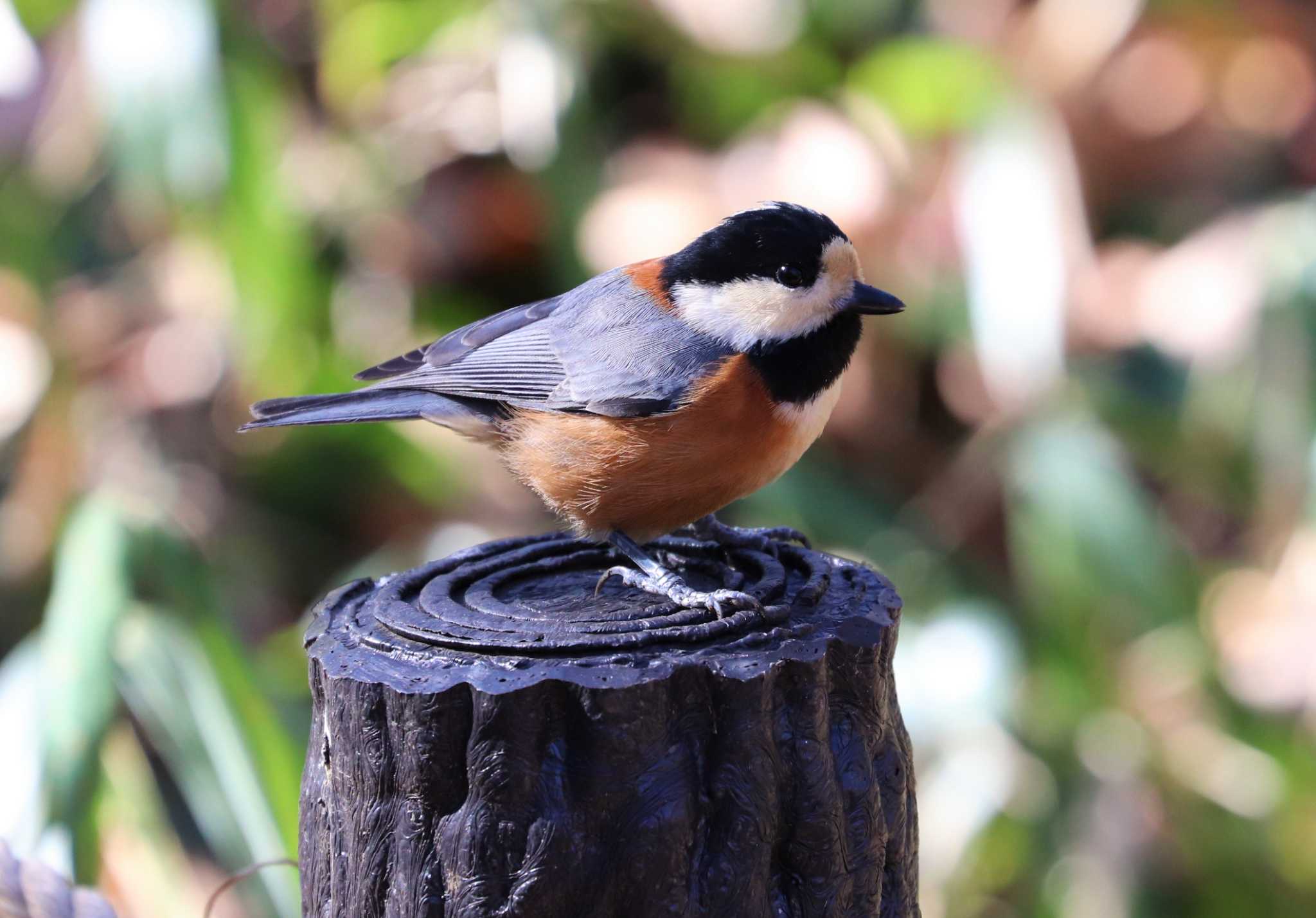 Photo of Varied Tit at 東京都立桜ヶ丘公園(聖蹟桜ヶ丘) by らうんでる
