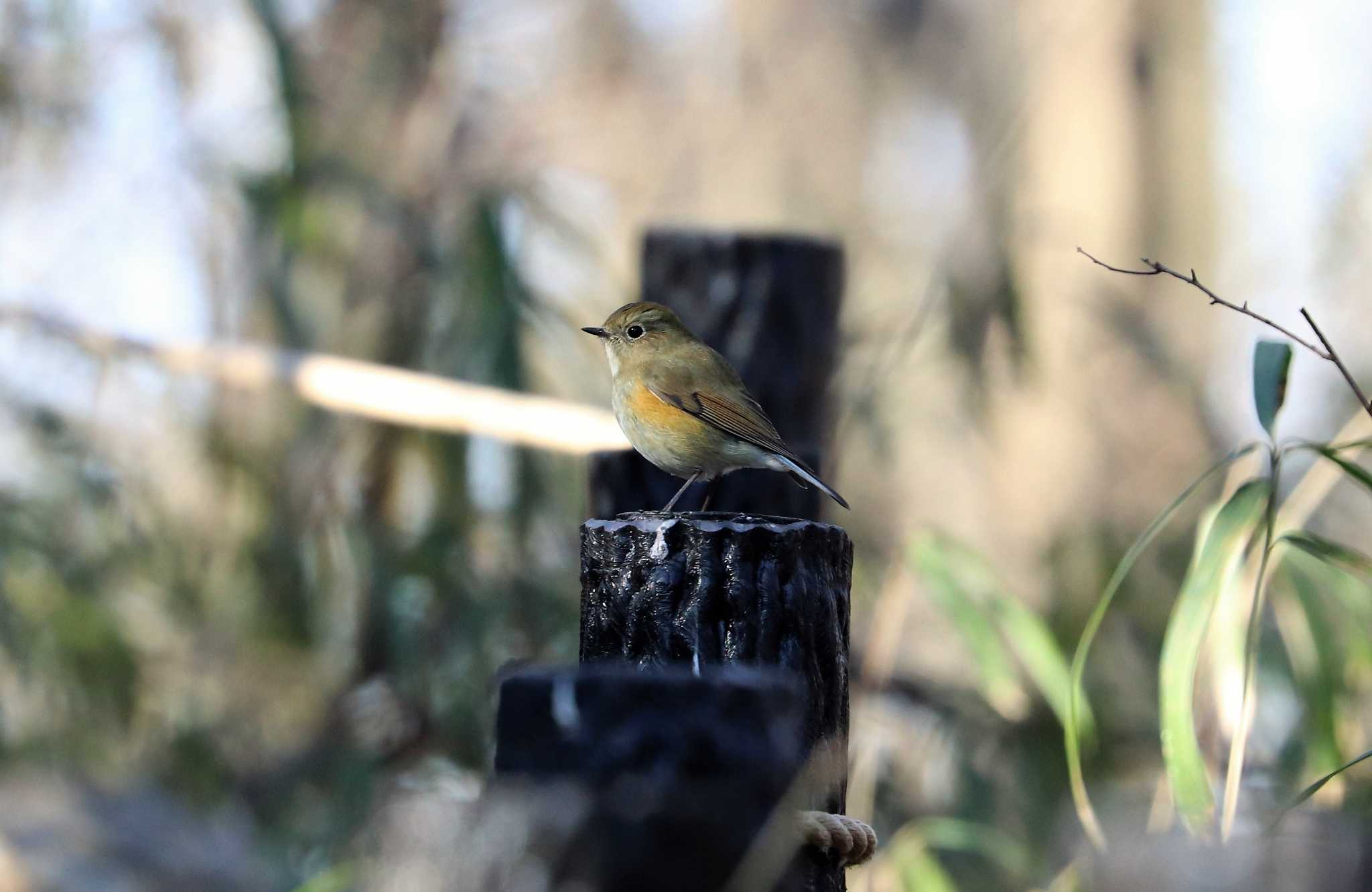 Photo of Red-flanked Bluetail at 東京都立桜ヶ丘公園(聖蹟桜ヶ丘) by らうんでる