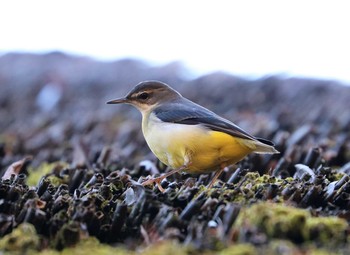 Grey Wagtail Machida Yakushiike Park Sat, 2/6/2021