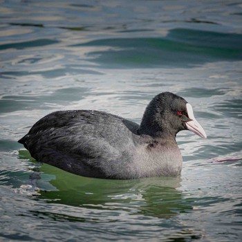 Eurasian Coot 鈴鹿青少年の森(三重県) Sun, 1/31/2021